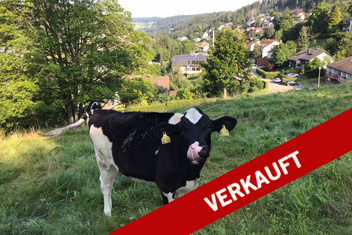 Platzhalter verkauft Kuh